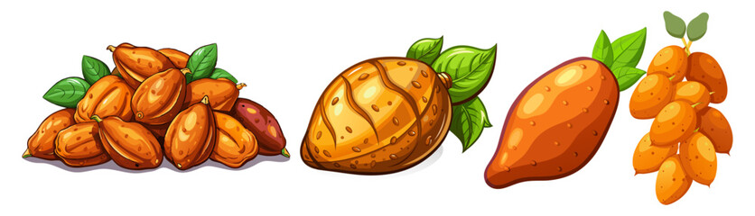 Sweet Potato vector, illustration of Sweet Potato isolated on white background