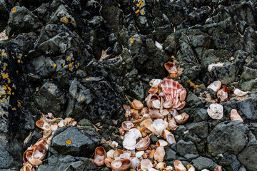 Shells on the beach when the sea has withdrawn, Brittany, france