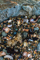 Shells on the beach when the sea has withdrawn, Brittany, france