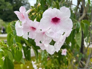 Various flowers and tropical plants in the University of Zurich, Switzerland  / Botanischer Garten der Universität Zürich (Botanischer Garten der Universitaet Zuerich, Schweiz)