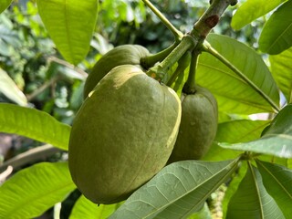 Various flowers and tropical plants in the University of Zurich, Switzerland  / Botanischer Garten der Universität Zürich (Botanischer Garten der Universitaet Zuerich, Schweiz)