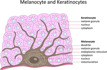 Melanocyte and Keratinocytes (skin cells). Labelled diagram.	