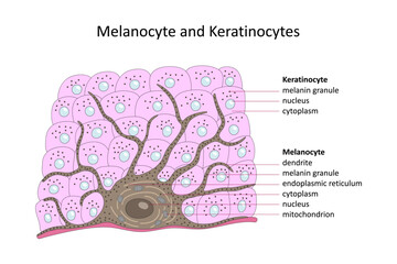 Melanocyte and Keratinocytes (skin cells). Labelled diagram.	