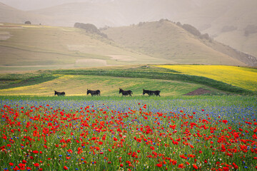 Asinelli Castelluccio di Norcia
