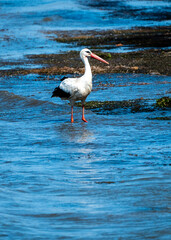 Graceful Hunting: White Stork Bird in Lake Water and rock sand beach, on Holiday - Summertime Vibes. Ciconia Ciconia