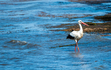 Graceful Hunting: White Stork Bird in Lake Water and rock sand beach, on Holiday - Summertime Vibes. Ciconia Ciconia