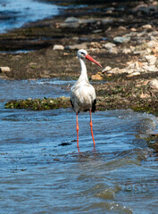 Graceful Hunting: White Stork Bird in Lake Water and rock sand beach, on Holiday - Summertime Vibes. Ciconia Ciconia