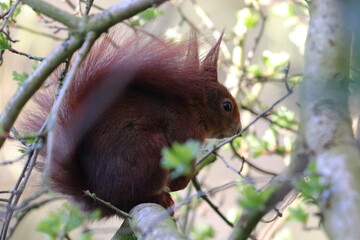 red squirrel