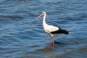 Graceful Hunting: White Stork Bird in Lake Water on Holiday - Summertime Vibes. Ciconia Ciconia