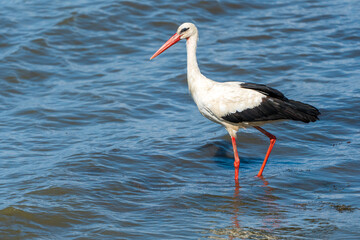 Graceful Hunting: White Stork Bird in Lake Water on Holiday - Summertime Vibes. Ciconia Ciconia