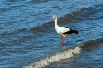 Graceful Hunting: White Stork Bird in Lake Water on Holiday - Summertime Vibes. Ciconia Ciconia