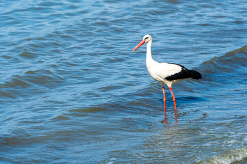 Graceful Hunting: White Stork Bird in Lake Water on Holiday - Summertime Vibes. Ciconia Ciconia