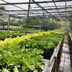Greenhouses with seedlings