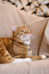 Red cat is laying on a couch with its head up