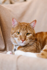 Red cat is laying on a couch with its head tilted to the side