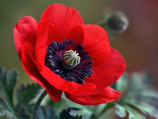 Close-Up of Red and White Poppy Flower
