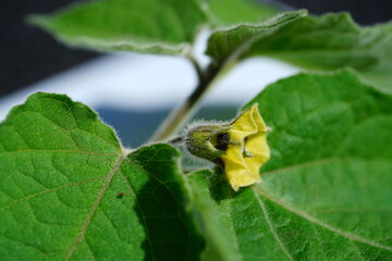 Hairy, small yellow flower of Physalis peruviana plant, also known as golden berry.