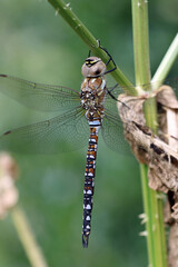 Male migrant hawker dragonfly resting on plant stem