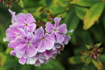 Pink phlox flower spike in close up