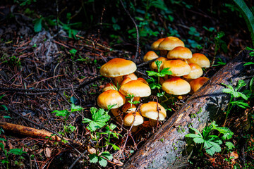 Mushrooms in the forest