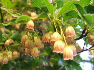 red and yellow flowers