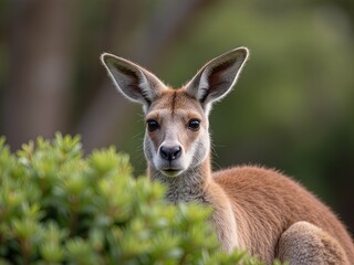 Fototapeta premium kangaroo in the zoo