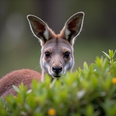 kangaroo in the zoo
