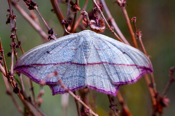 leaf with kind of butterfly