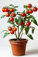 Potted cherry tomato plant with ripe red tomatoes