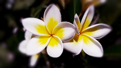 frangipani plumeria flower