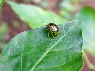 bug on a leaf