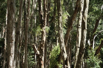 Eucalyptus is a tree belonging to the guava family that is used as a source of eucalyptus oil. Melaleuca leucadendra. eucalyptus forest.