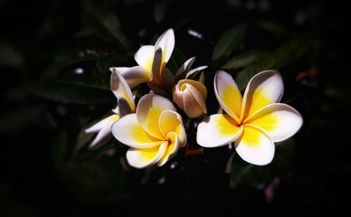 frangipani flower on isolated black background 