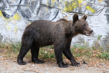 Black Bear on the Transfagarasan Highway, Transylvania region, Romania
