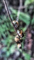 bee on a branch