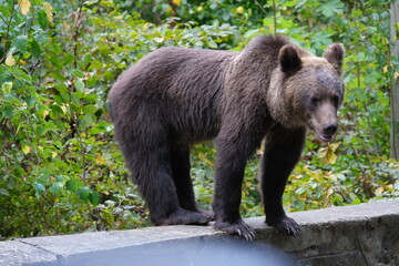 Fototapeta premium Black Bear on the Transfagarasan Highway, Transylvania region, Romania 