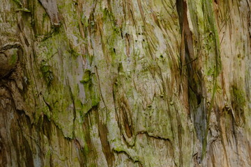eucalyptus tree trunk surface.