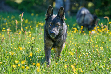 Beautiful German Shepherd dog playing in a meadow on a sunny spring day in Skaraborg Sweden