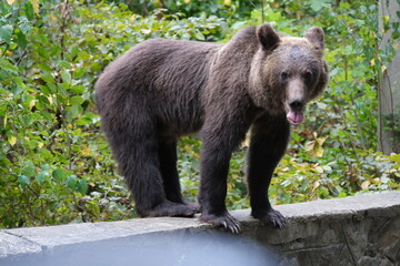 Black Bear on the Transfagarasan Highway, Transylvania region, Romania
