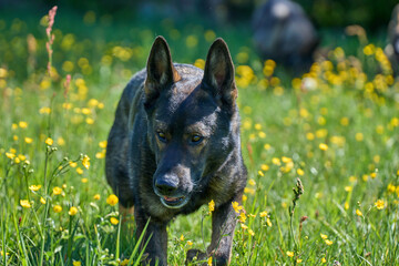 Beautiful German Shepherd dog playing in a meadow on a sunny spring day in Skaraborg Sweden