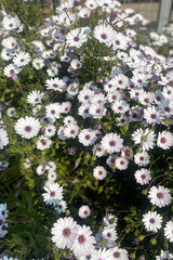 White-purple flowerbed flowers with green leaves