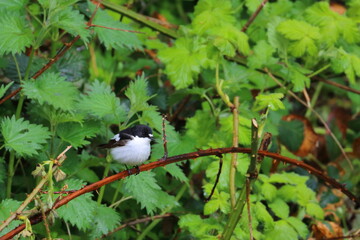 pied flycatcher