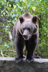 Fototapeta premium Black Bear on the Transfagarasan Highway, Transylvania region, Romania 