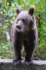 Fototapeta premium Black Bear on the Transfagarasan Highway, Transylvania region, Romania 