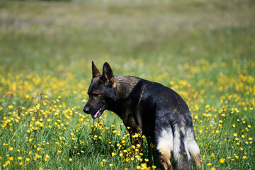 Beautiful German Shepherd dog playing in a meadow on a sunny spring day in Skaraborg Sweden