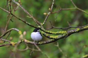 pied flycatcher