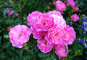 Pink bed rose flowers , varieties - Maxi Vita