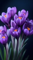 Purple Crocus Flowers on a Black Background 