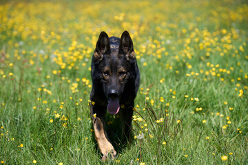 Beautiful German Shepherd dog playing in a meadow on a sunny spring day in Skaraborg Sweden
