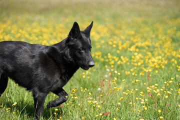 Beautiful German Shepherd dog playing in a meadow on a sunny spring day in Skaraborg Sweden